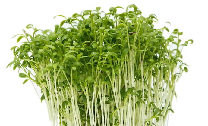 Watercress microgreen