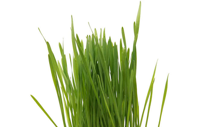 Wheatgrass microgreen