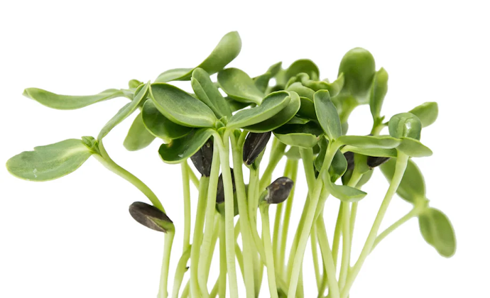 Sunflower microgreen