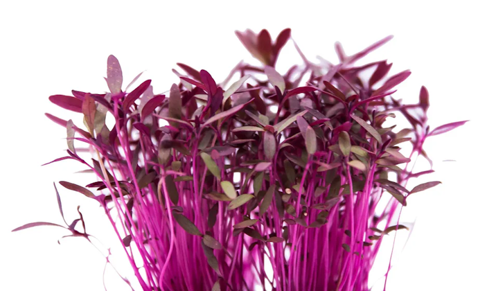 Amaranth microgreen