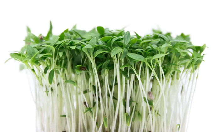 Parsley microgreen