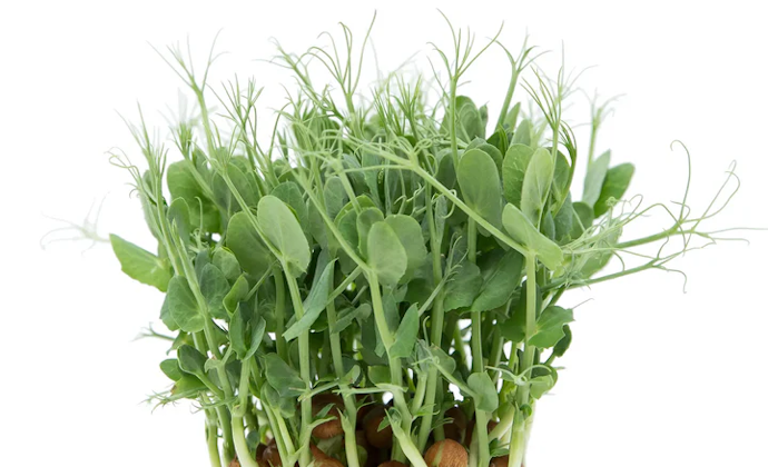 Pea microgreen